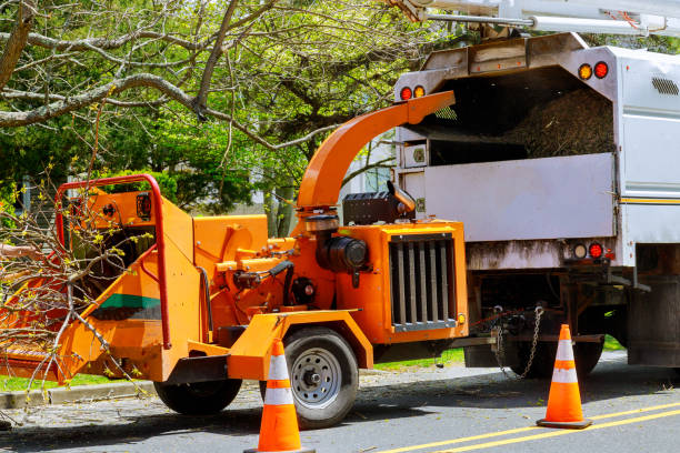 Tree Health Inspection in Mayfield Heights, OH